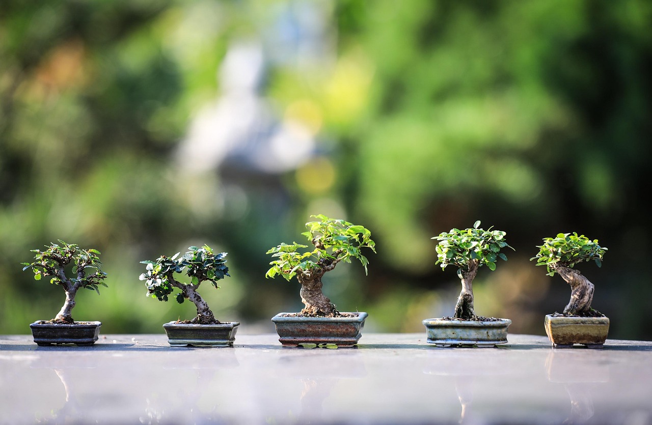 Tre bonsai, evidenziando le specie più facili da coltivare per principianti.