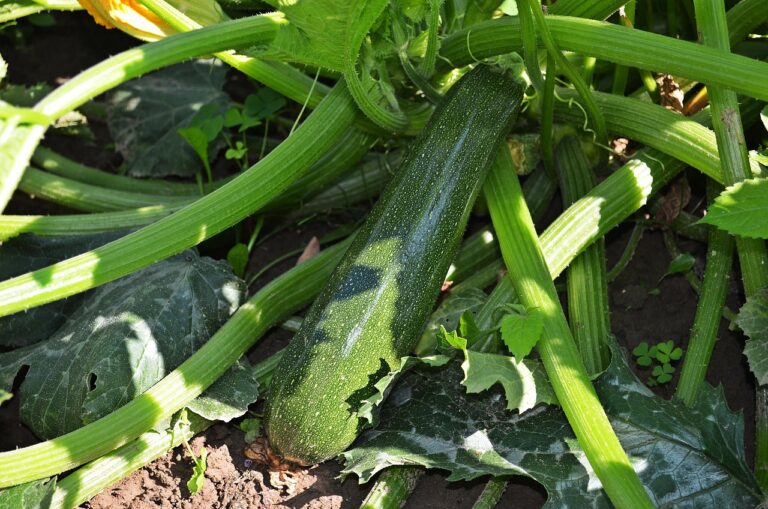 Come coltivare le zucchine: il segreto per una produzione abbondante