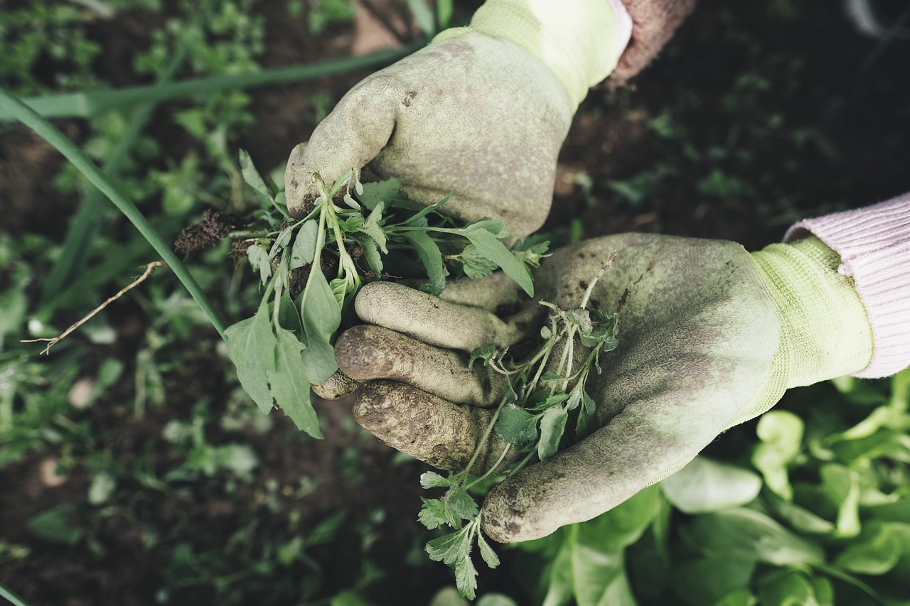 Diserbante naturale applicato su erbacce in un giardino fiorito.