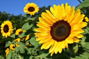 Girasoli in vaso con fiori gialli, pronti per essere coltivati e far crescere alti.