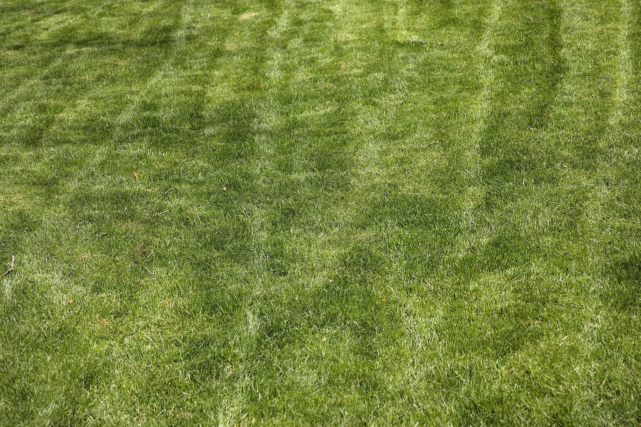 Prato verde rigoglioso in primavera, curato senza erbacce con tecniche di giardinaggio efficaci.