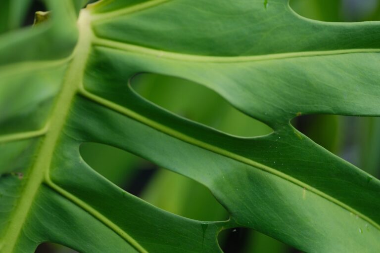 Monstera: ecco l'errore che impedisce alle foglie di bucarsi