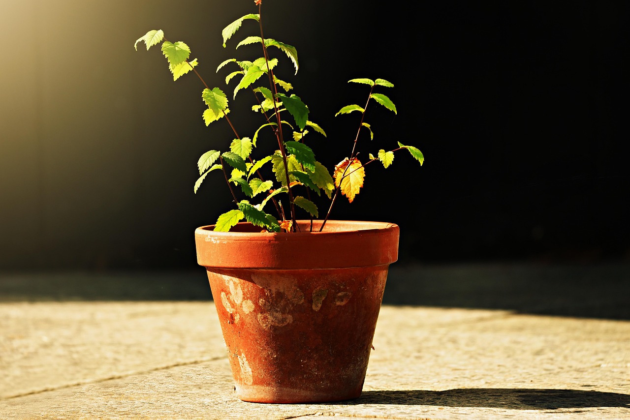 Muffa verde su terriccio in vaso, evidenziando il problema della crescita fungina.