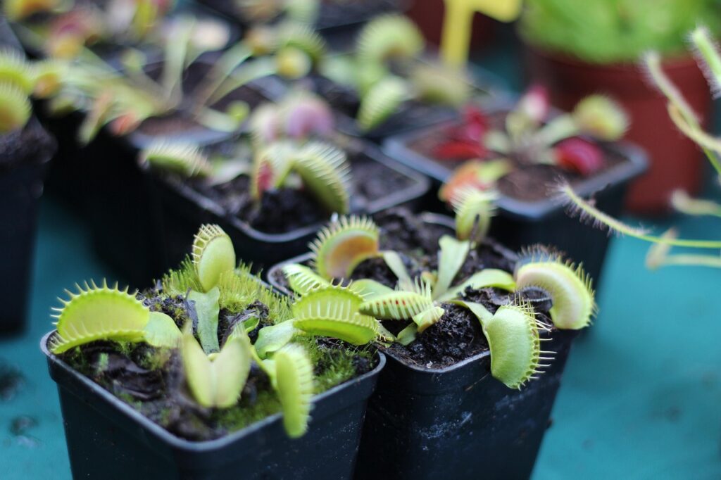 Piante carnivore in casa: ecco come coltivarle e quali scegliere