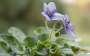 Violette in fiore con foglie verdi, simbolo di fioritura abbondante e cura adeguata.
